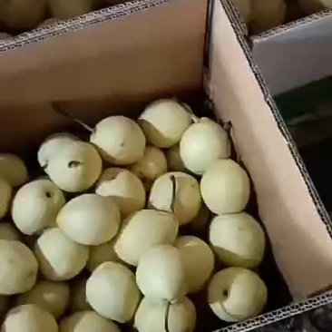 聊城市冠县水果基地供应鸭梨口甜味美