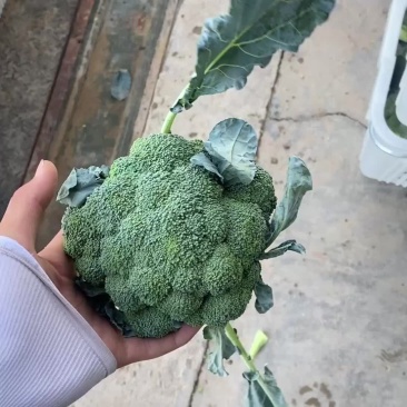 宁夏精品西兰花大量上市