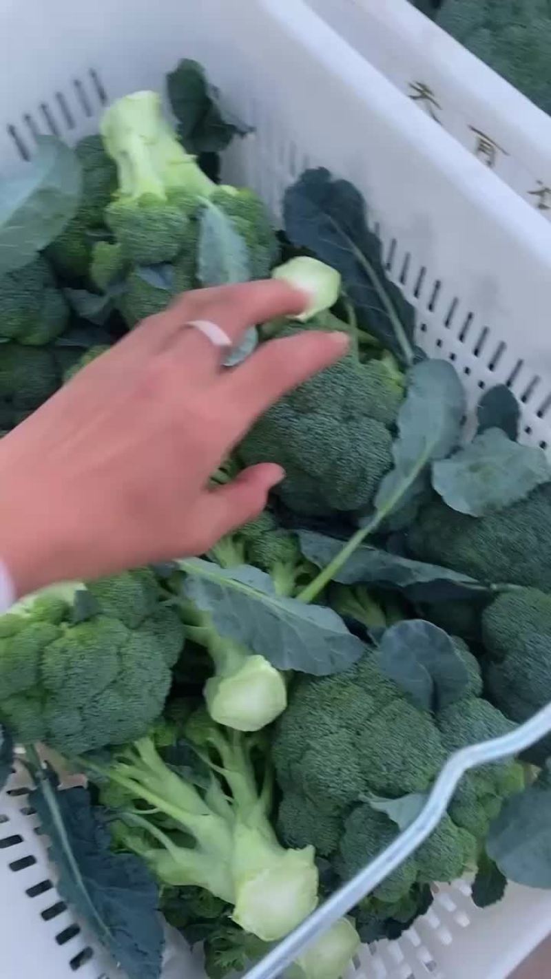 宁夏精品西兰花大量上市
