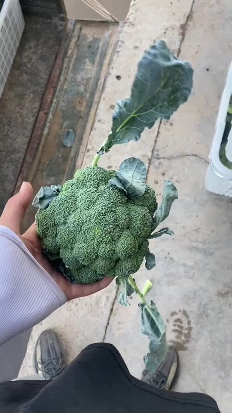 宁夏精品西兰花大量上市