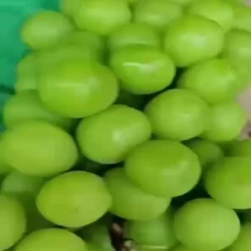 阳光玫瑰