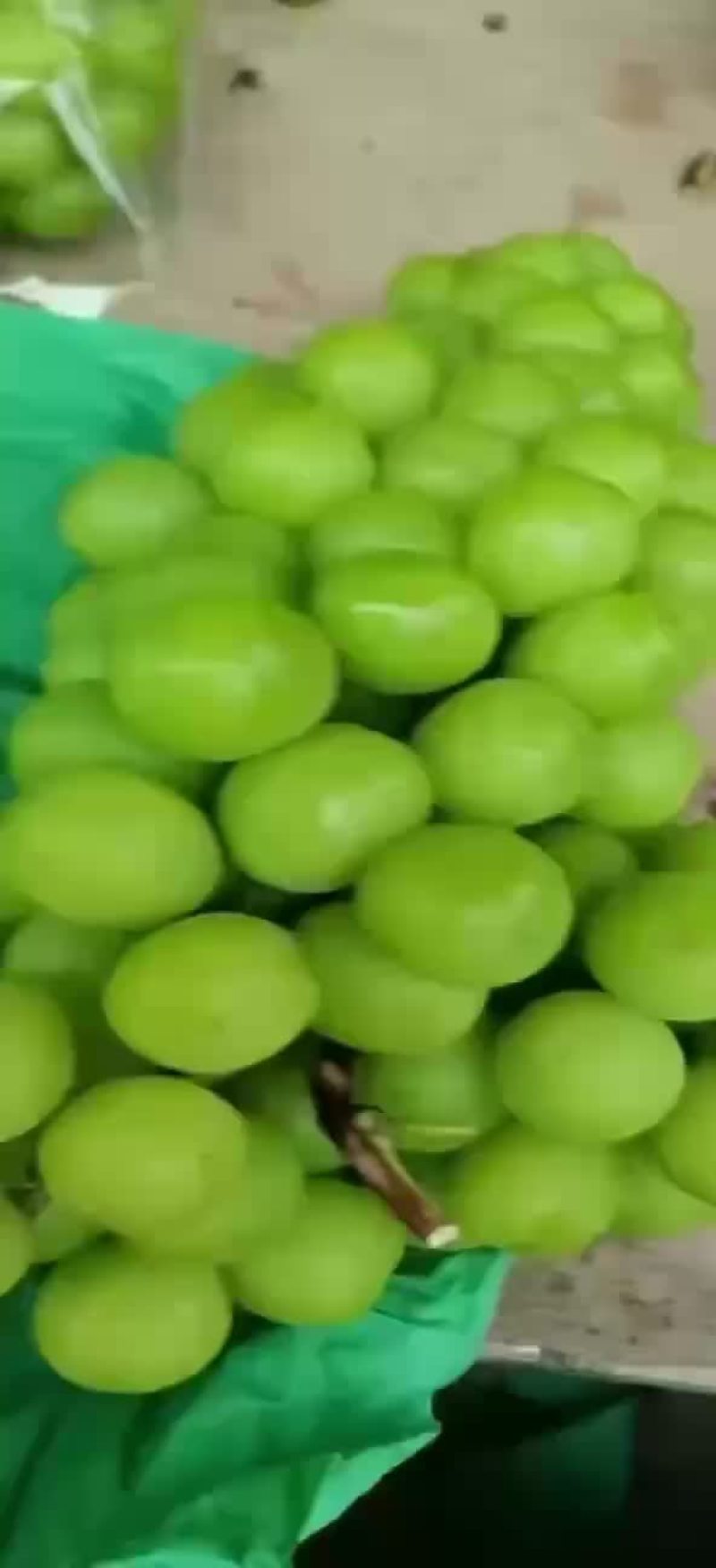 阳光玫瑰