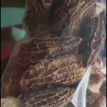 羊肚菌