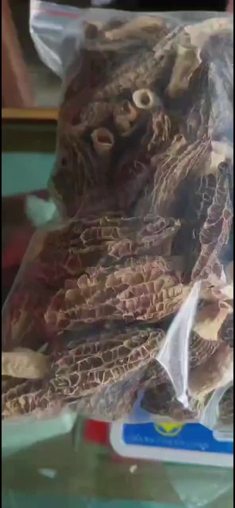 羊肚菌