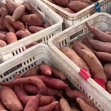 龙九地瓜