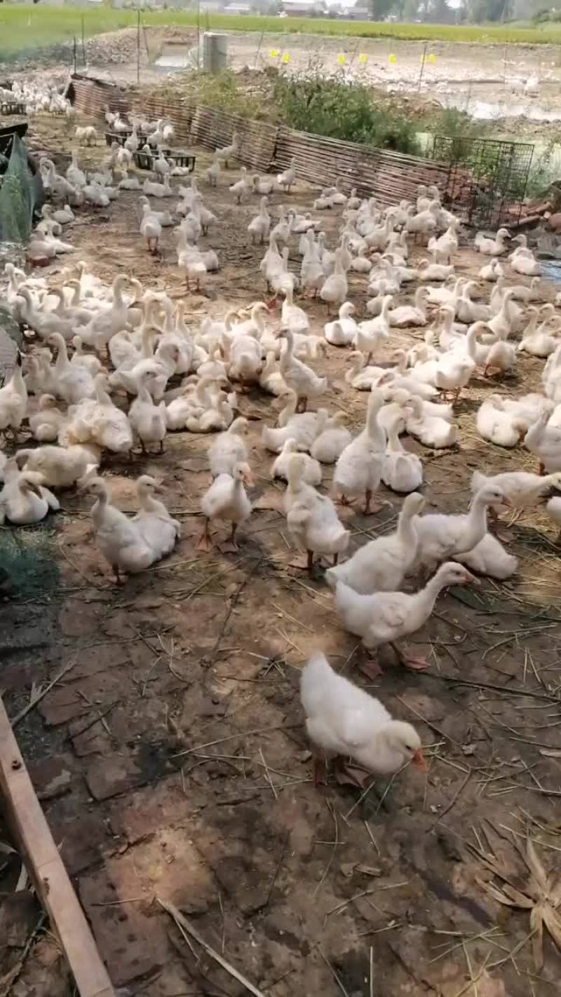 脱温鹅出售，18oo多只，主人血糖升高需要住院，不想了，