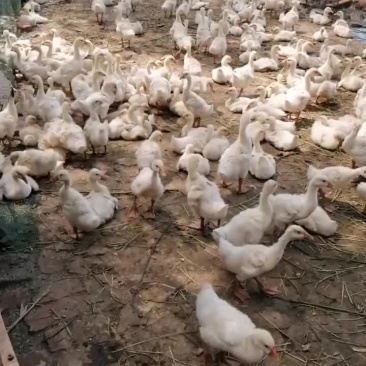 脱温鹅出售，18oo多只，主人血糖升高需要住院，不想了，