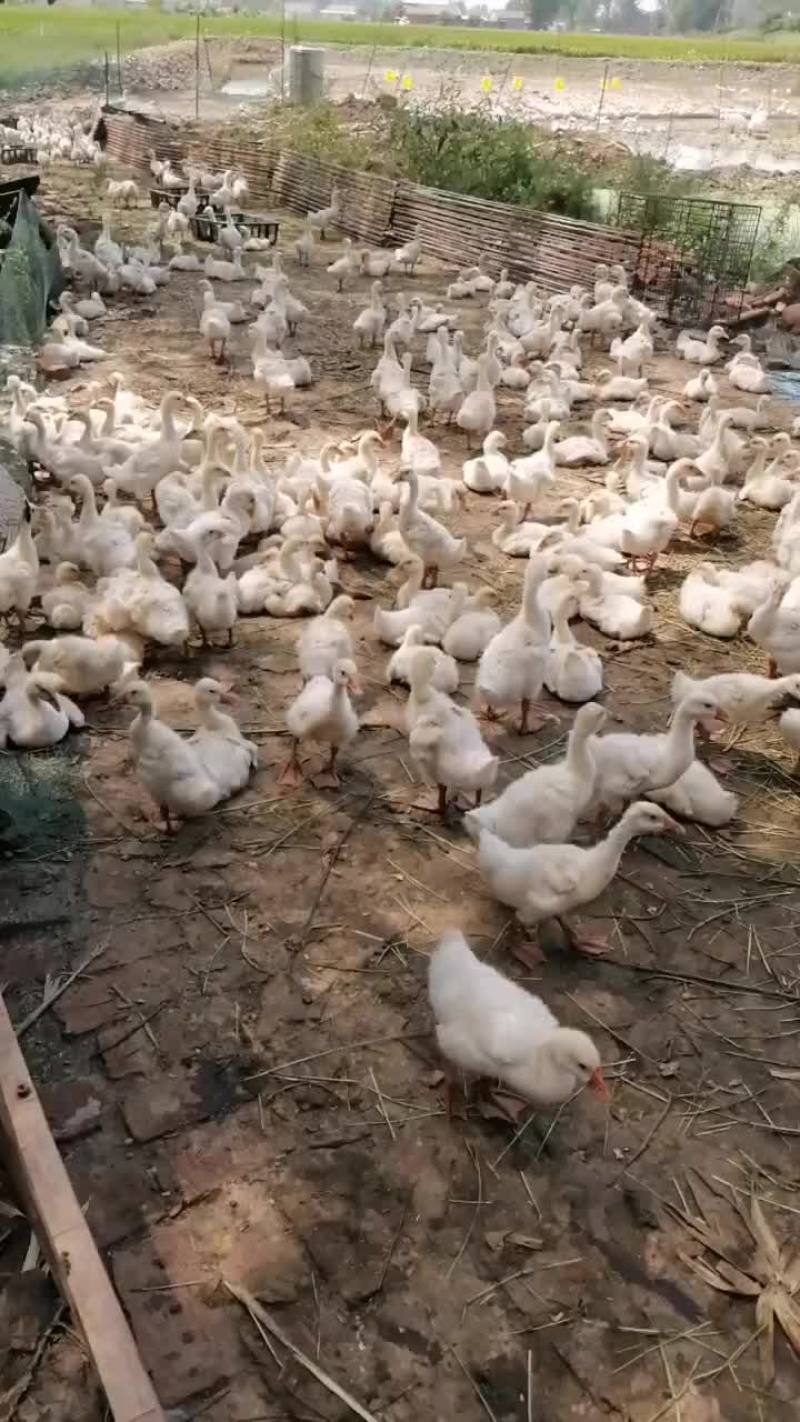 脱温鹅出售，18oo多只，主人血糖升高需要住院，不想了，