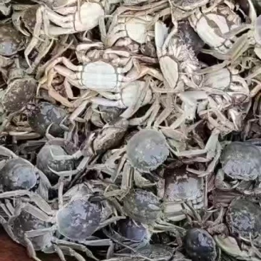 洪泽湖大闸蟹
