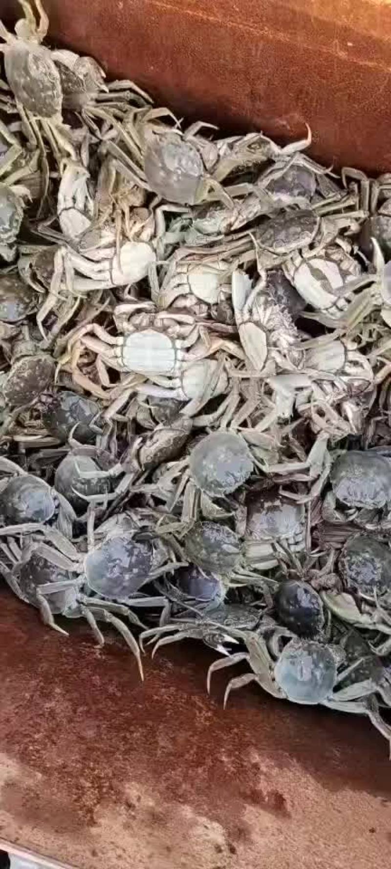 洪泽湖大闸蟹