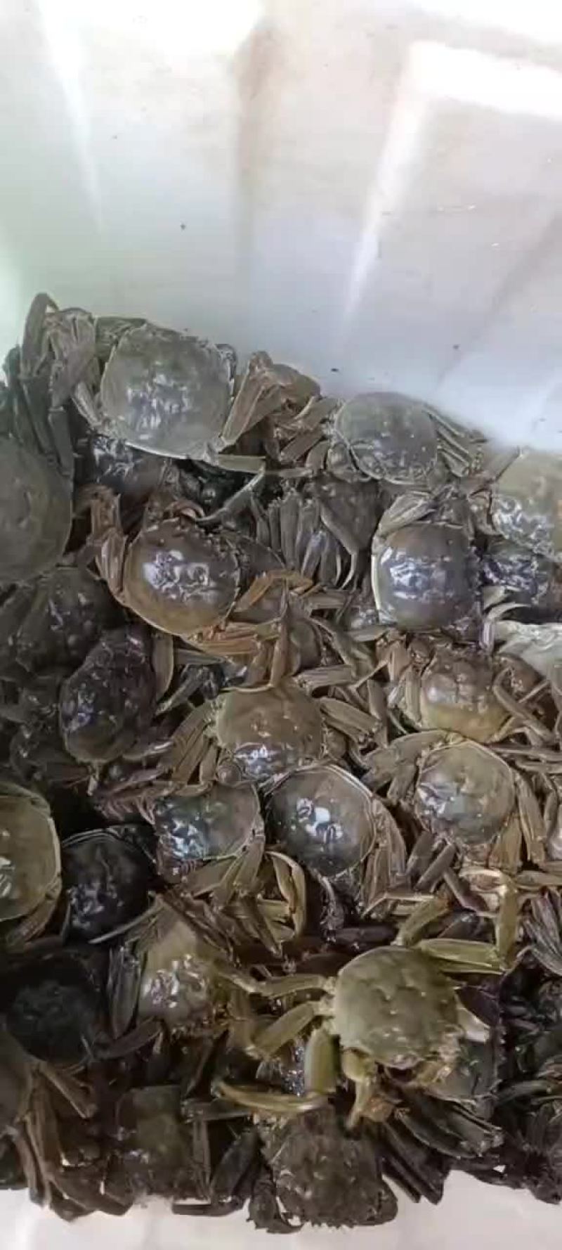 洪泽湖大闸蟹