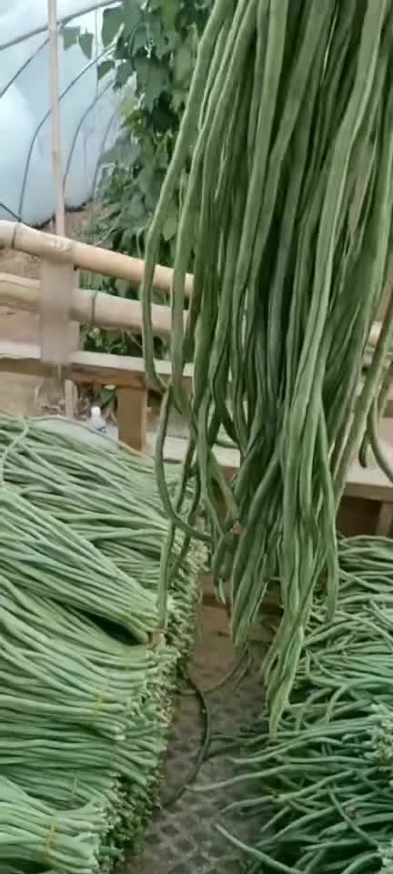 青条豆角