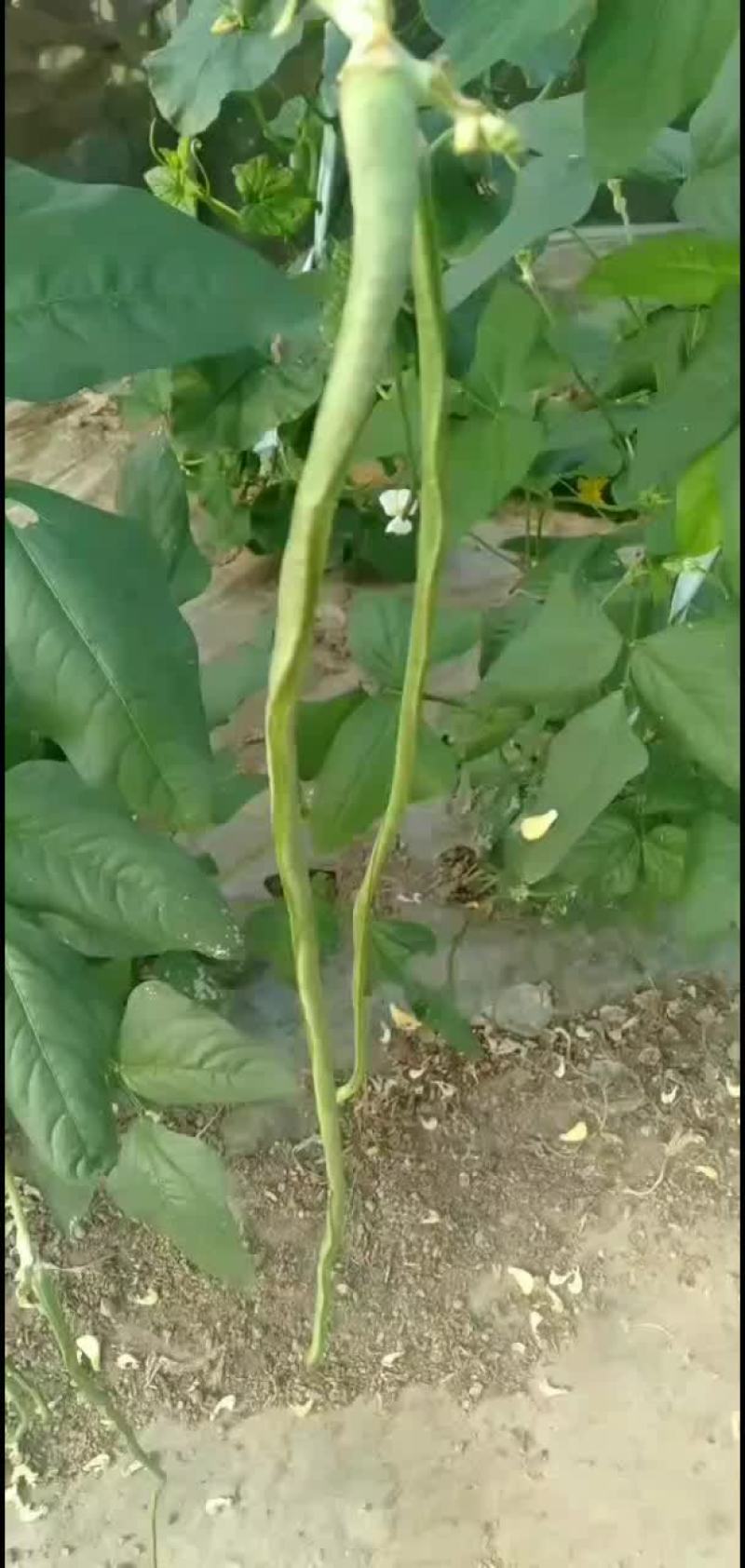 青条豆角