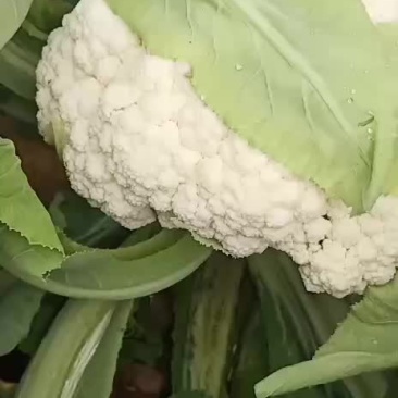 松花