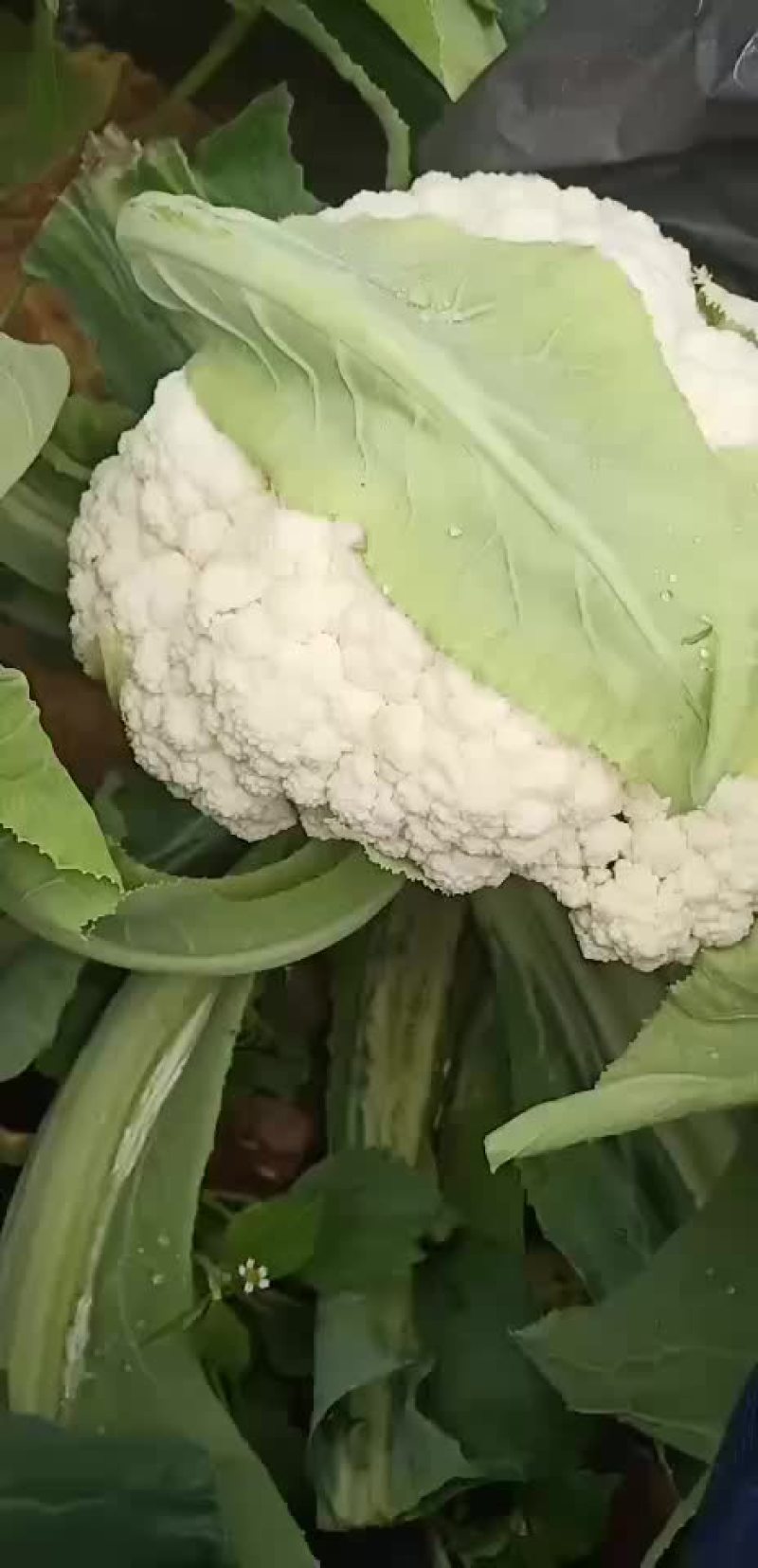 松花