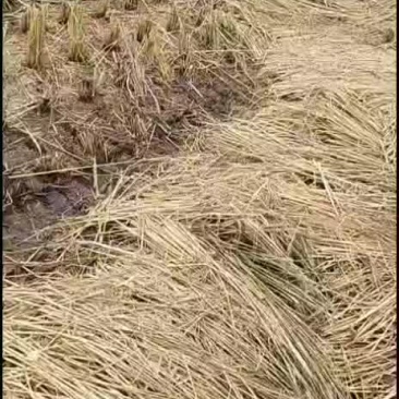 精品长稻草