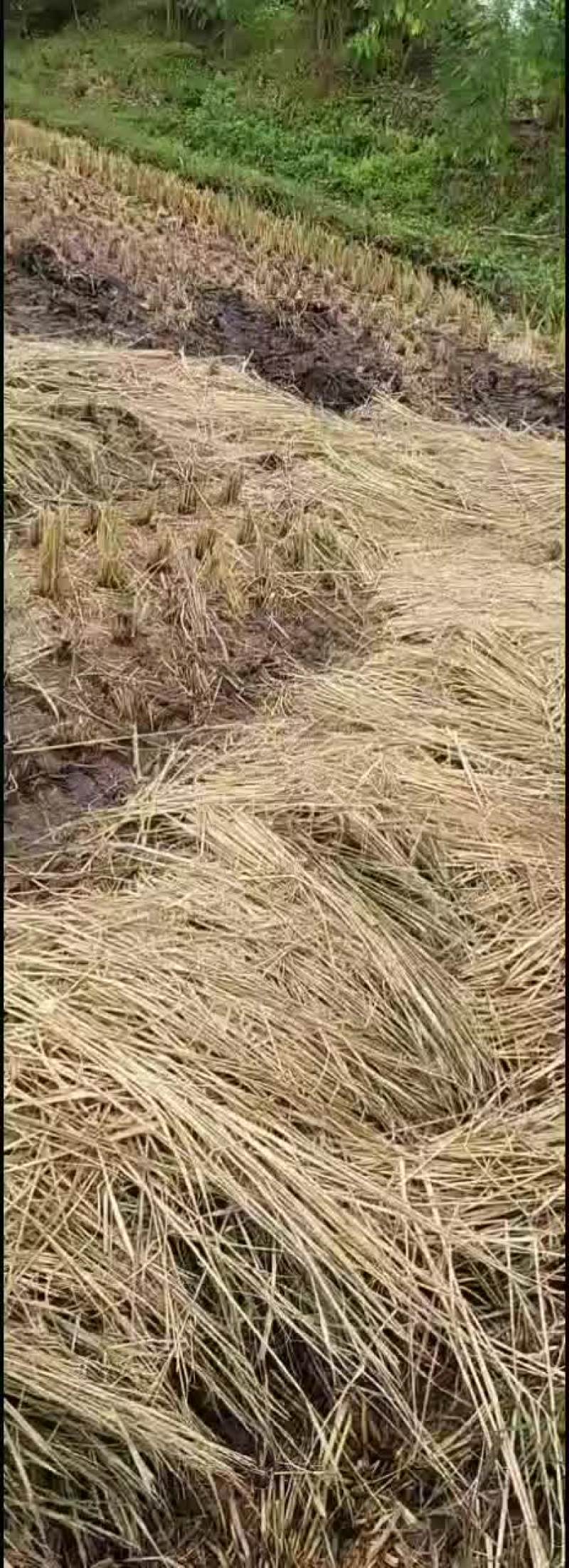 精品长稻草