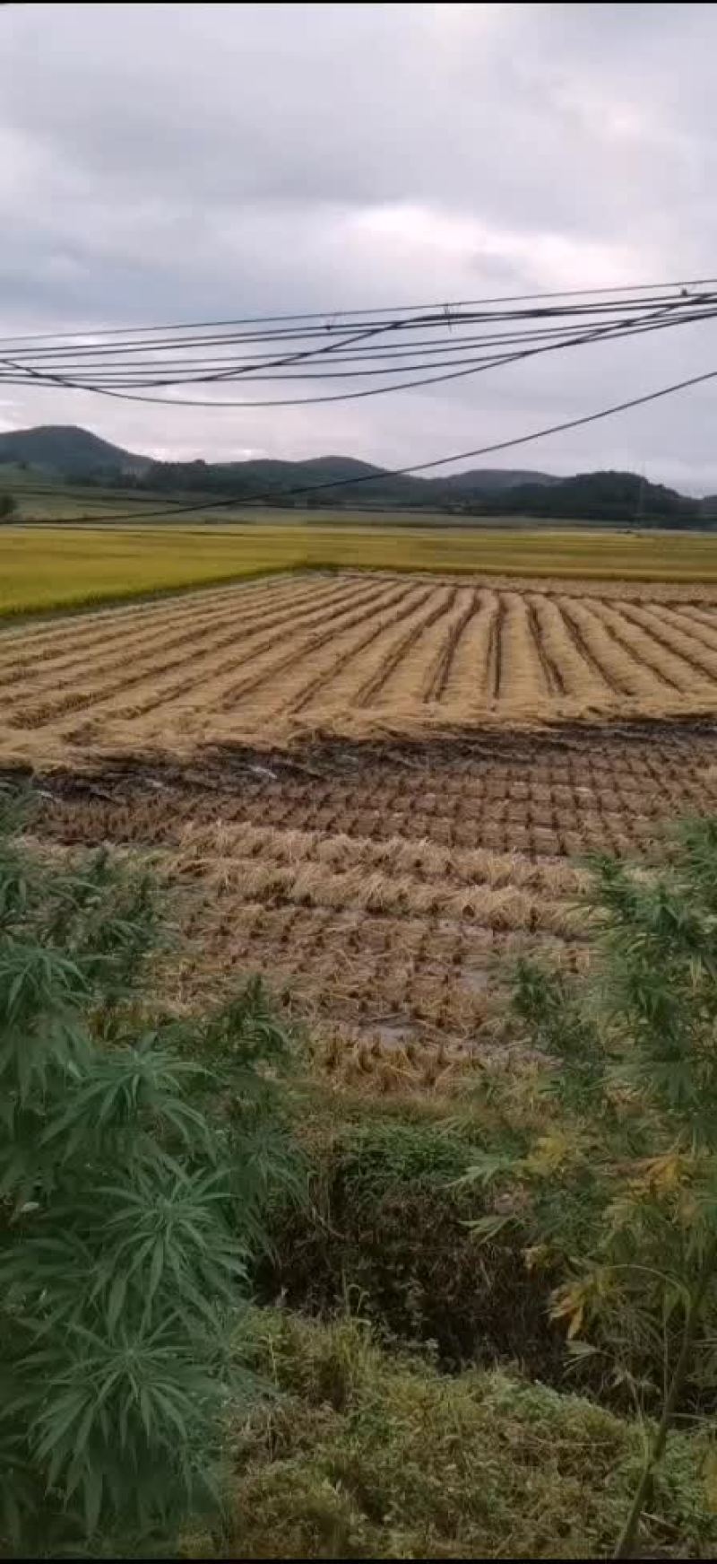 精品长稻草