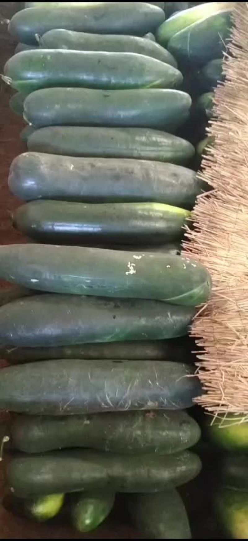冬瓜