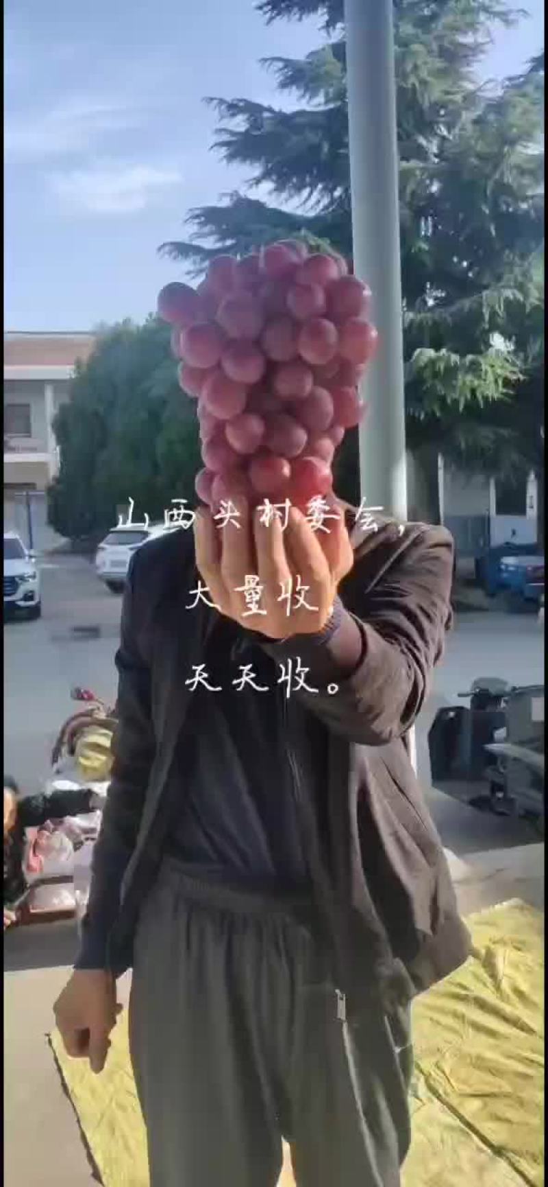 礼泉产地一手货源，诚信合作共赢，欢迎客商前来采购。高山地
