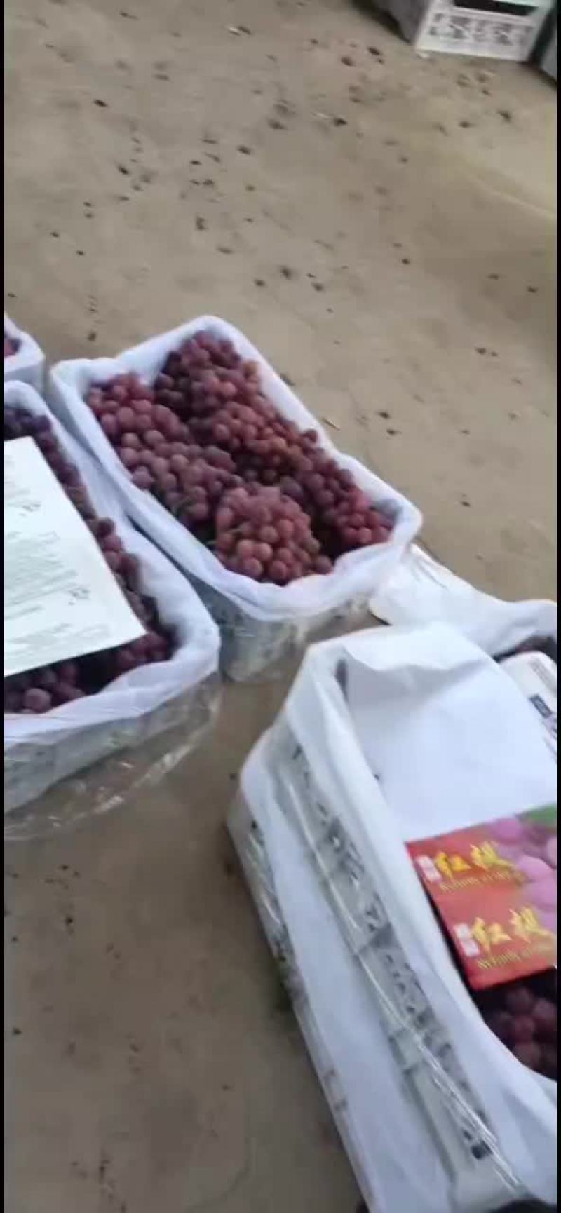 礼泉产地一手货源，诚信合作共赢，欢迎客商前来采购。高山地