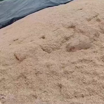 碎玉米现货