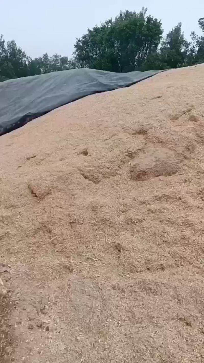 碎玉米现货