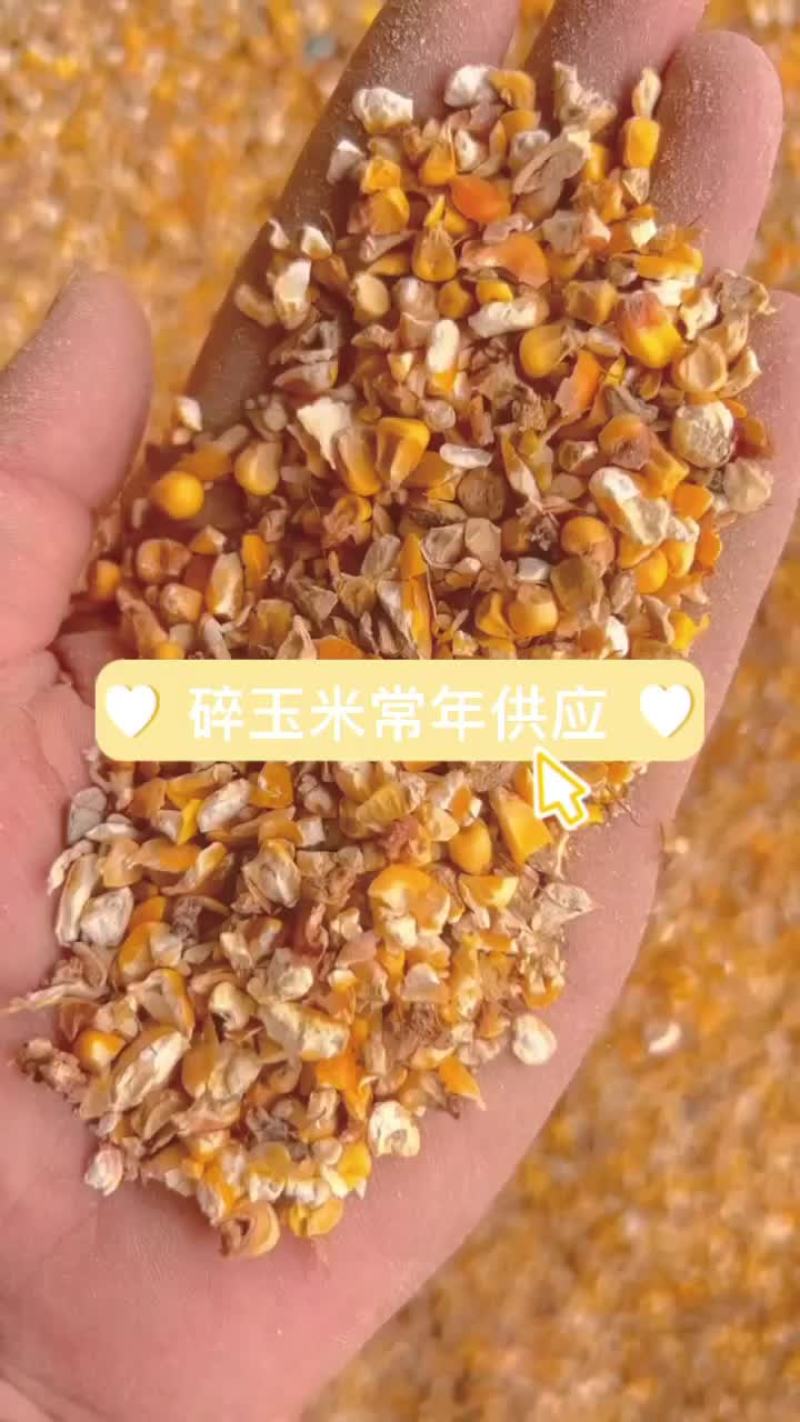 碎玉米现货