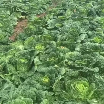 黄心白菜