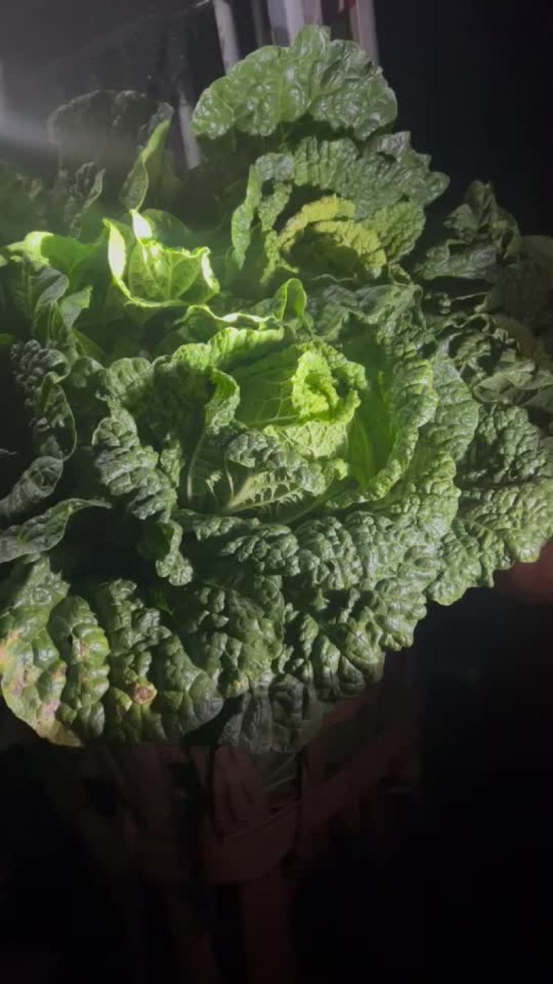 黄心白菜