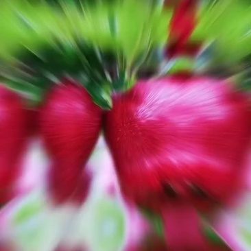 天水花牛