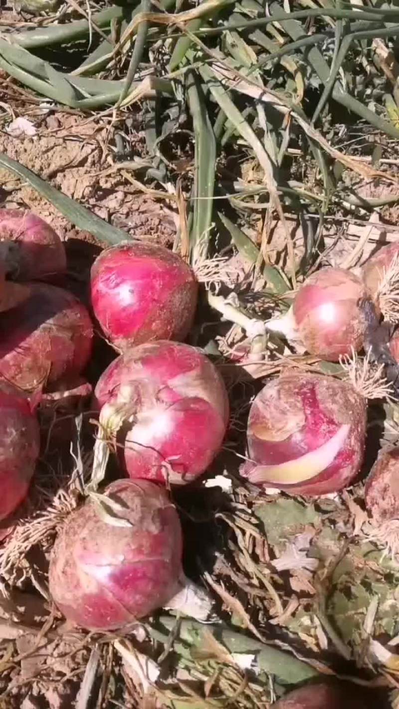 高原红皮洋葱