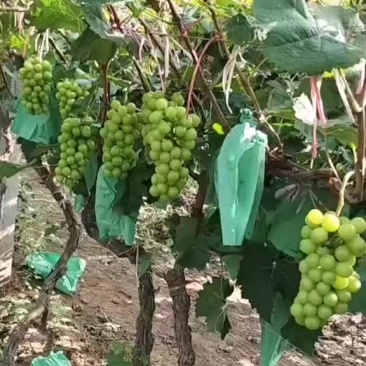 阳光玫瑰超甜