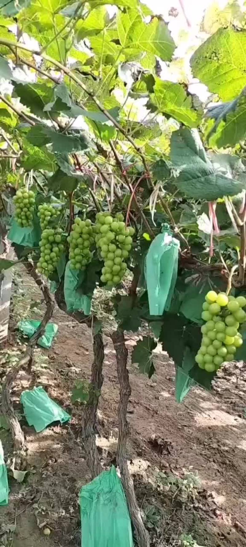 阳光玫瑰超甜