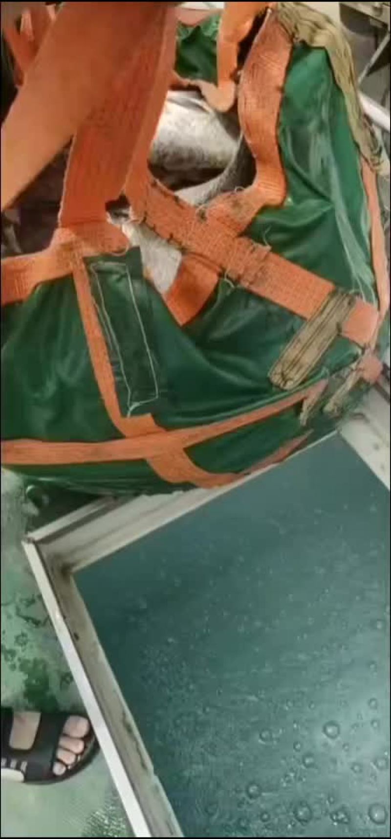 花莲