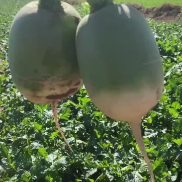 萝卜