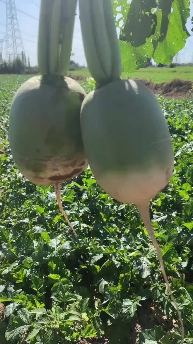 萝卜