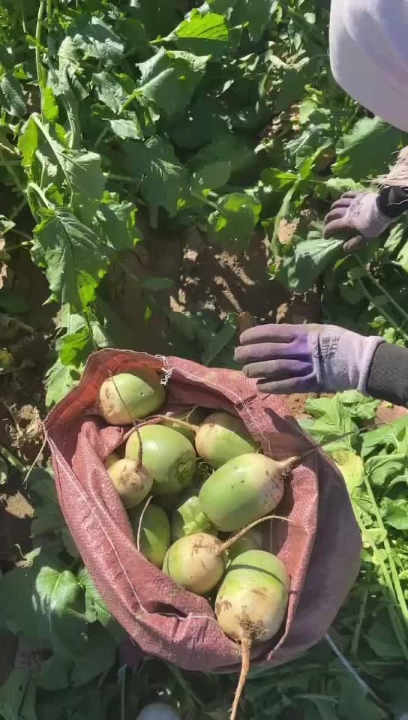 萝卜
