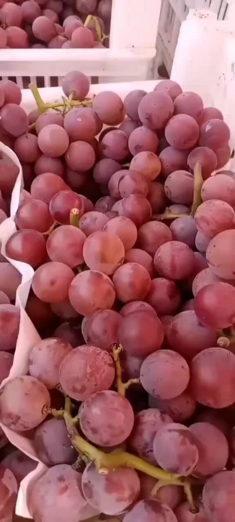巨峰葡萄