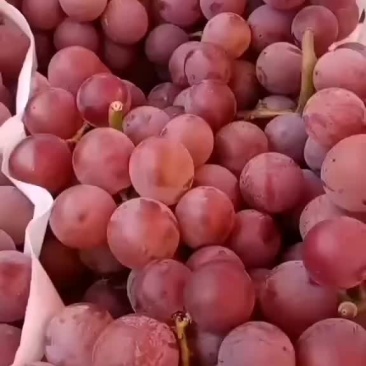 巨峰葡萄