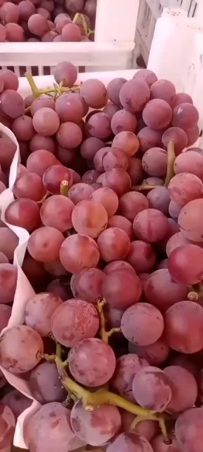 巨峰葡萄