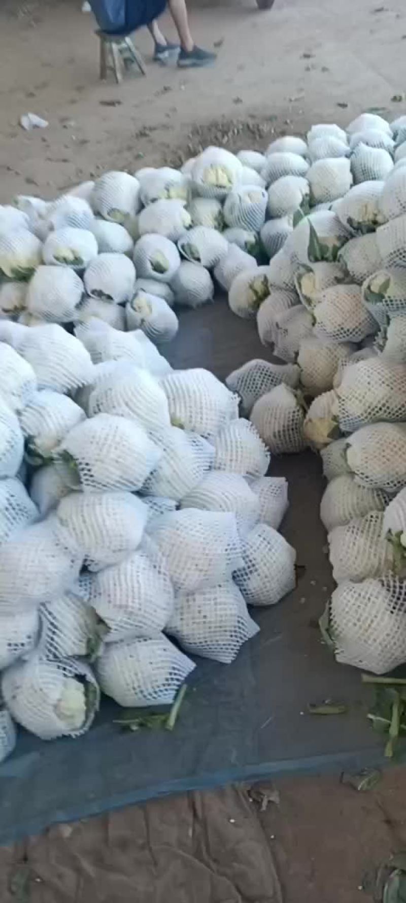 花菜