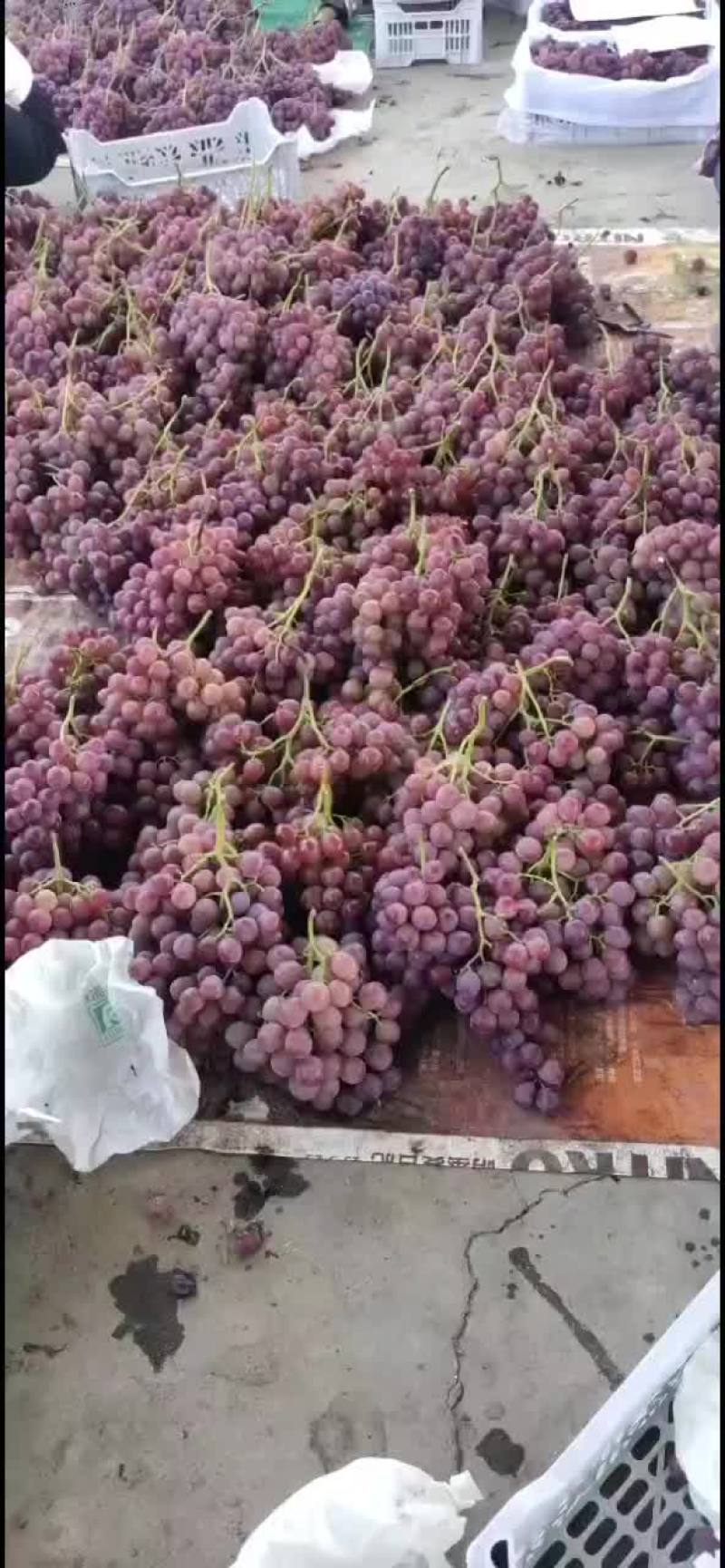 礼泉产地一手货源。实力诚信代办，合作共赢。欢迎客商前来采