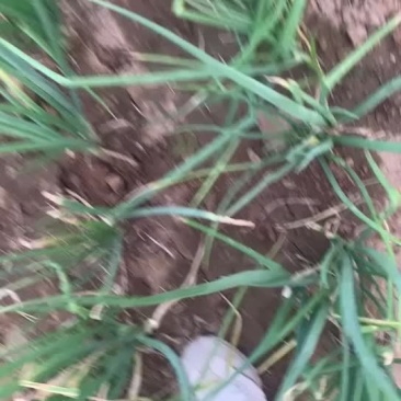 小分葱