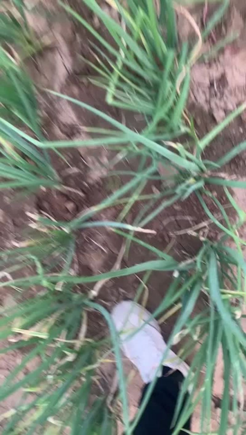 小分葱