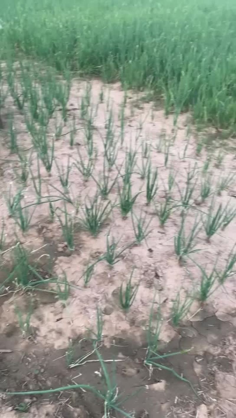 小分葱