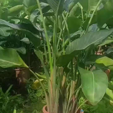 天堂鸟