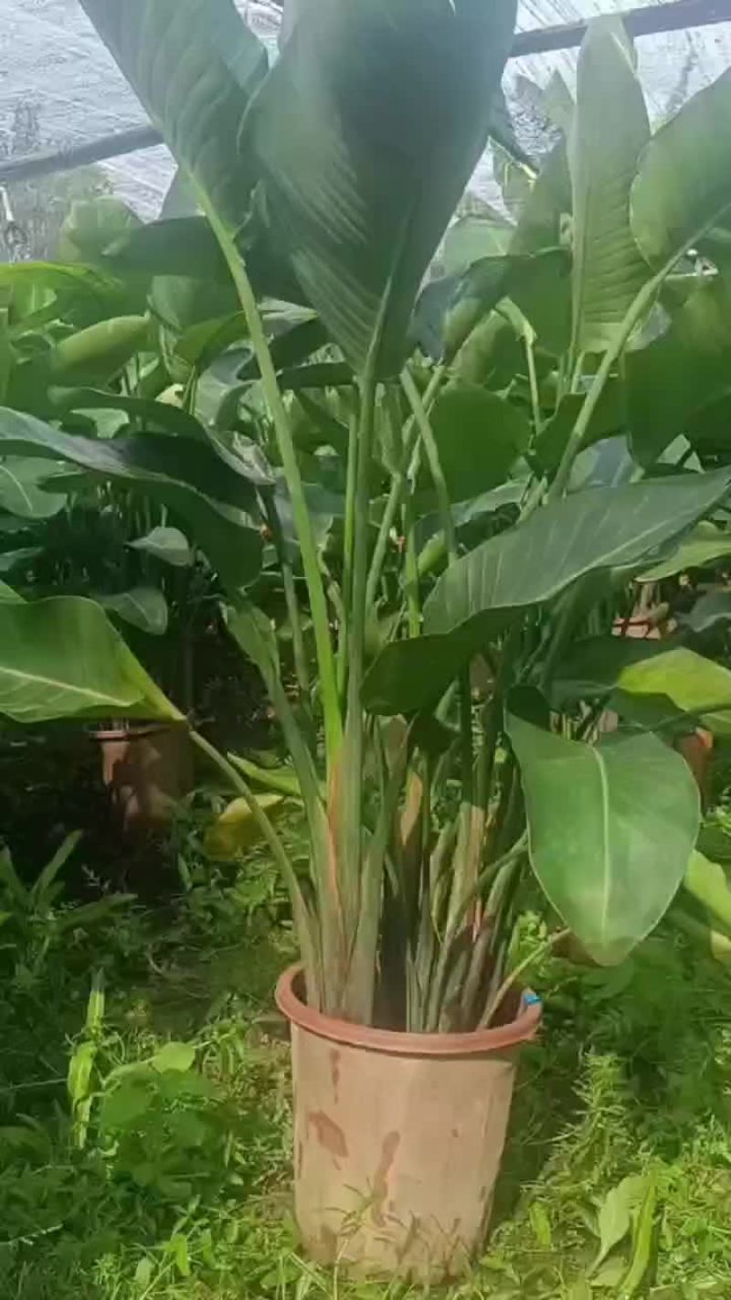 天堂鸟