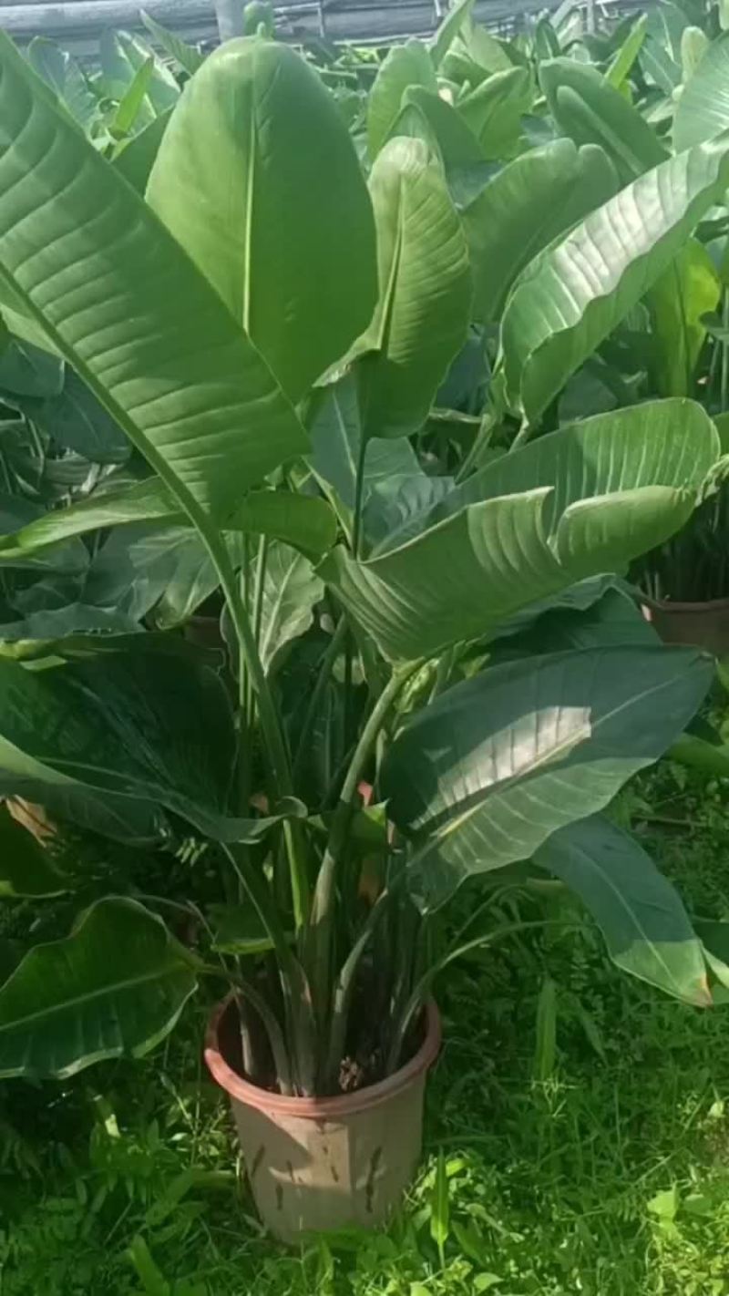 天堂鸟