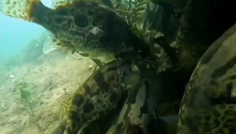 鳜鱼